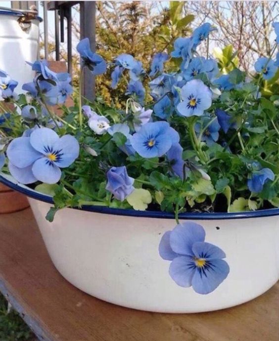 Fleurs dans un vieux seau