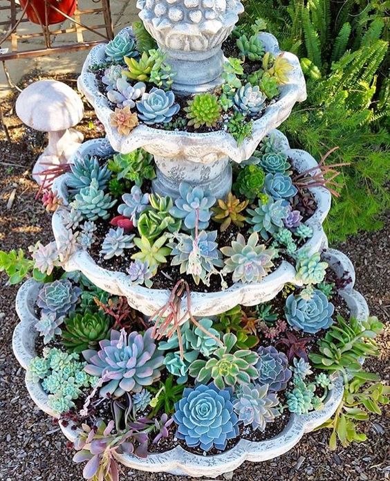 Jardin de conteneurs succulents