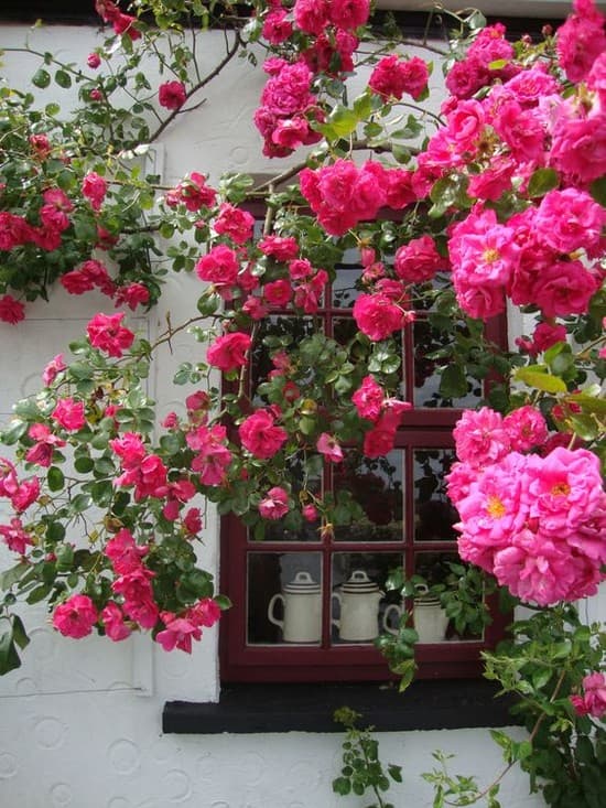 décoration de parterre de fleurs devant la maison