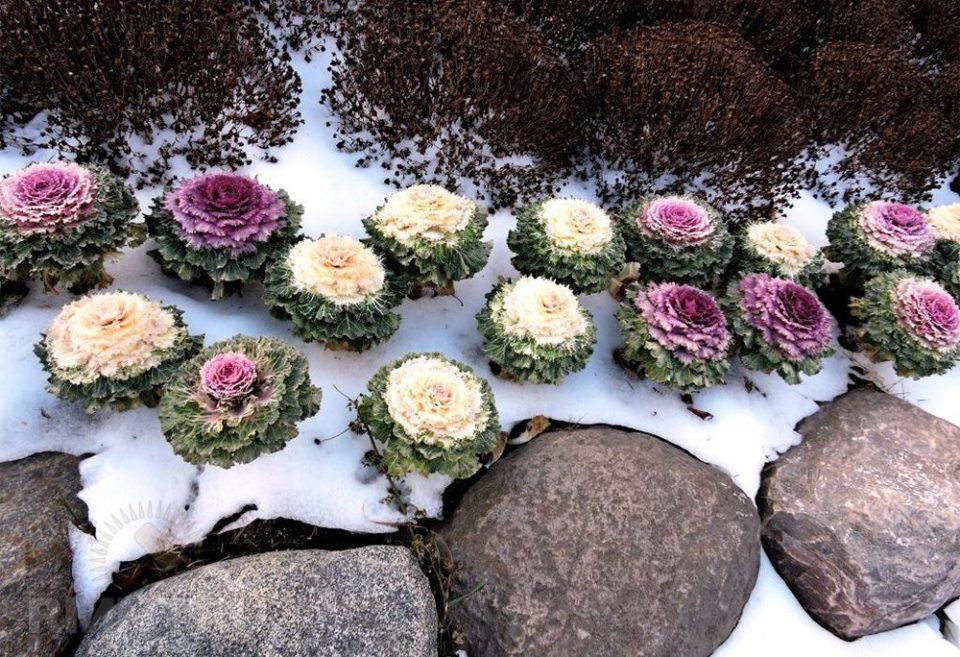 Chou ornemental dans la conception d'un parterre de fleurs