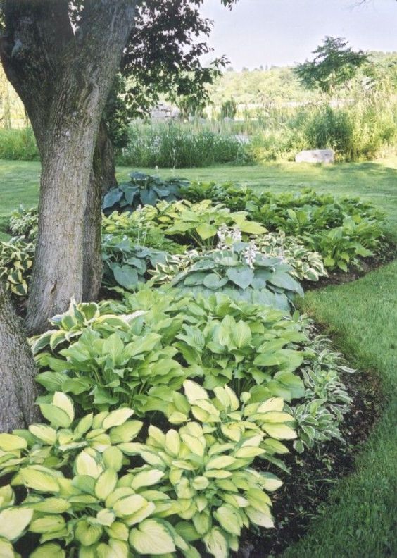 Parterre de fleurs dans le cercle du tronc