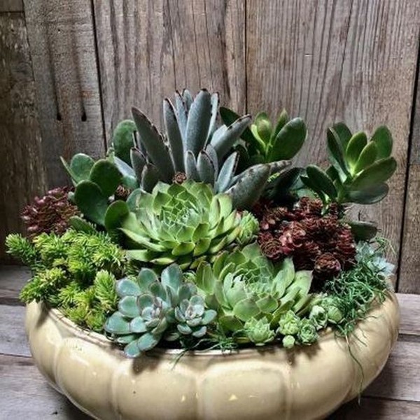 Succulentes