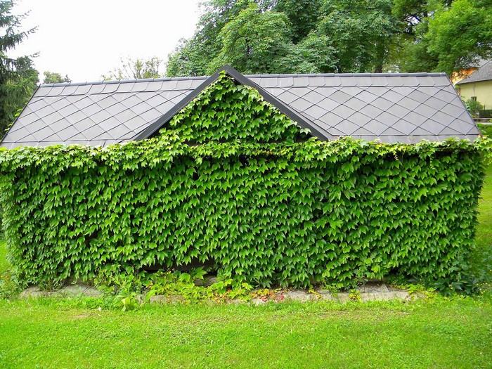 Raisins de fille dans l'aménagement paysager