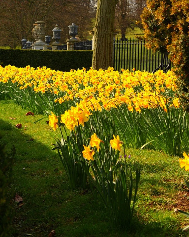 Narcisse dans la conception de la cour et du site