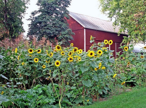 conception de parterre de fleurs