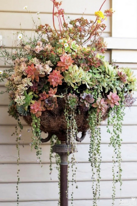 Plantes succulentes dans le parterre de fleurs