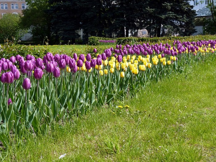 Parterres de fleurs bicolores à la campagne